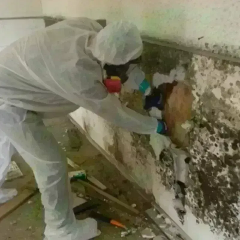 Mold Remediation and Removal in Marina, CA